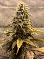 Razzberry OG archive 2