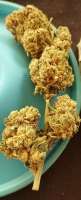 Do-Si-Dos: strain page photo, credit seedfinder.eu, copyright status shown with credit copyright unverified