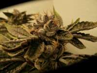 Duct Tape: strain page photo, credit seedfinder.eu, copyright status shown with credit copyright unverified