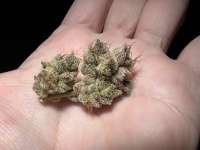 Duct Tape: strain page photo, credit seedfinder.eu, copyright status shown with credit copyright unverified