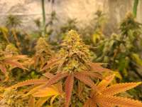 An image of Pie Face x Dosidos #18