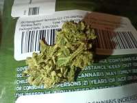 Rainbow Belts archive 4