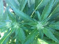 Valley Girl archive 2