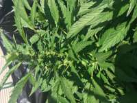 Valley Girl archive 3