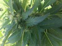 Valley Girl archive 1