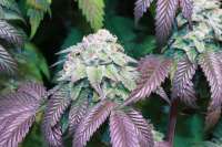 White Gold archive 2