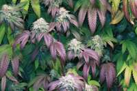 White Gold archive 3