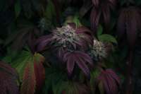 White Gold archive 1