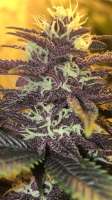 An image of Blackberry Pie