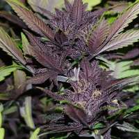 An image of Blackberry Pie