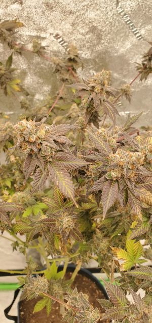 Garlic Candy archive 2