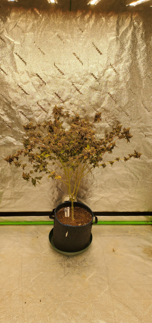 Garlic Candy archive 3