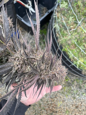 An image of Purple Sweets