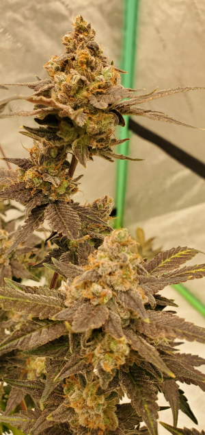 An image of Purple Sweets