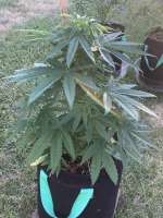 An image of Tropical Cooler