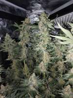 Peach Bellini archive 2