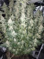 Peach Bellini archive 1