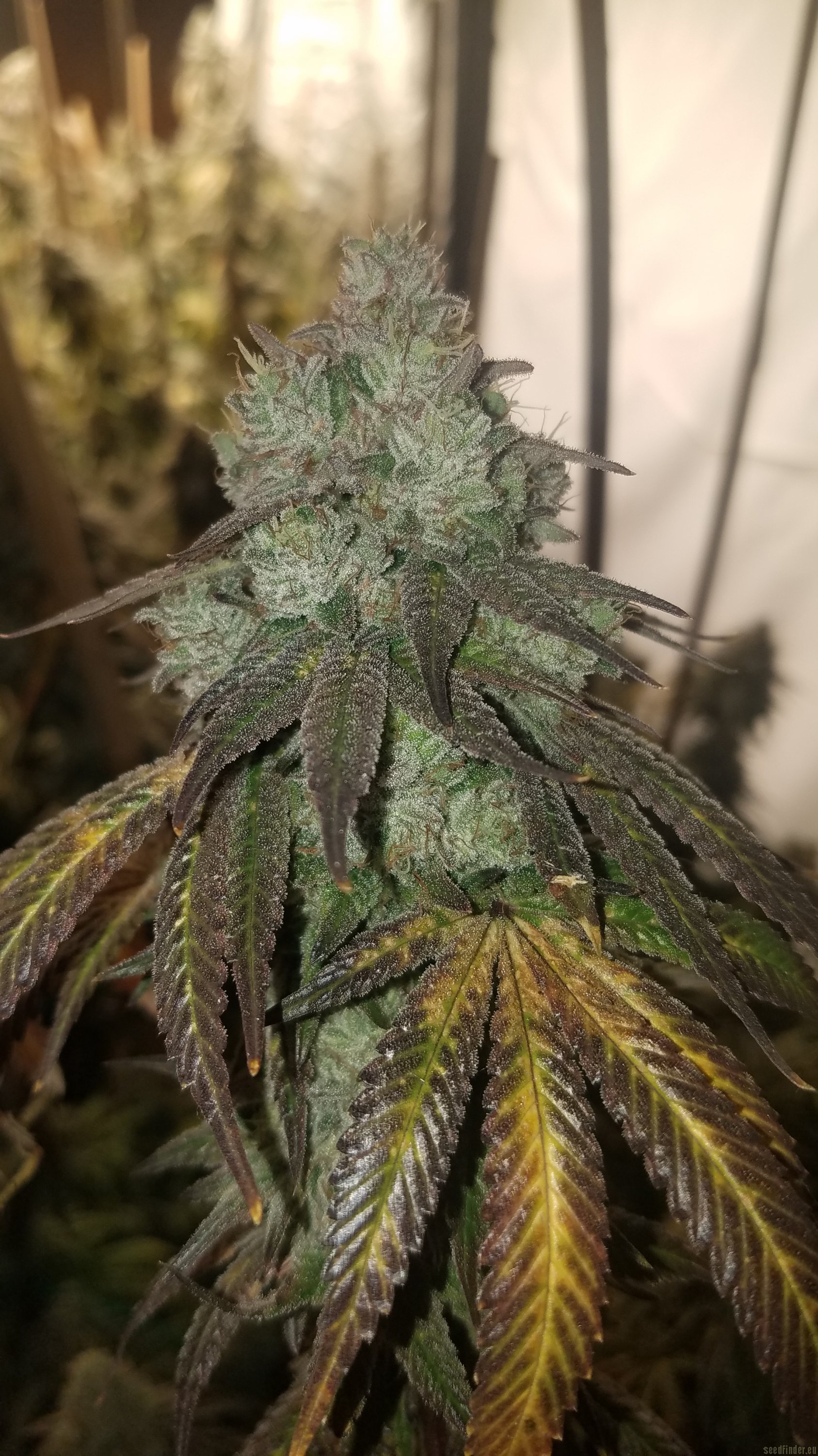 GG1 flowering cannabis, as labeled by the cited photo source