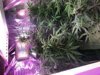 Auto Chemdog archive 1