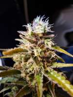 Candy Kush: strain page photo, credit seedfinder.eu, copyright status shown with credit copyright unverified