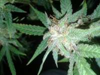 An image of Ultra Lemon Haze