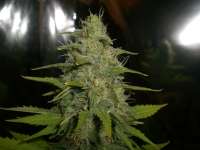 An image of Ultra Lemon Haze