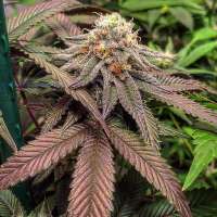 Hawaiian Grape Crush archive 2