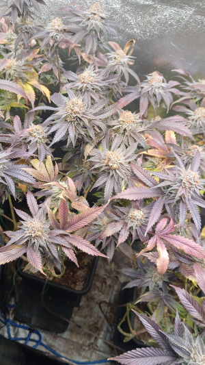 Animal Cookies: strain page photo, credit seedfinder.eu, copyright status shown with credit copyright unverified