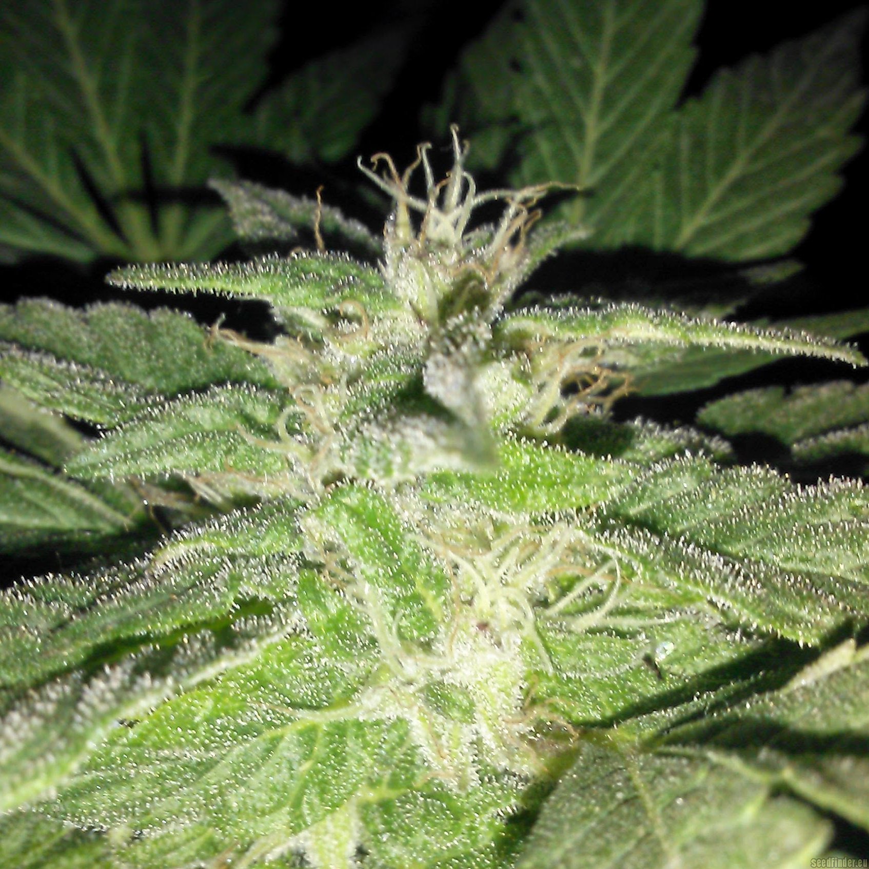Fire OG Bx3 flowering cannabis, as labeled by the cited photo source