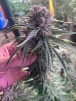 An image of Original Blueberry