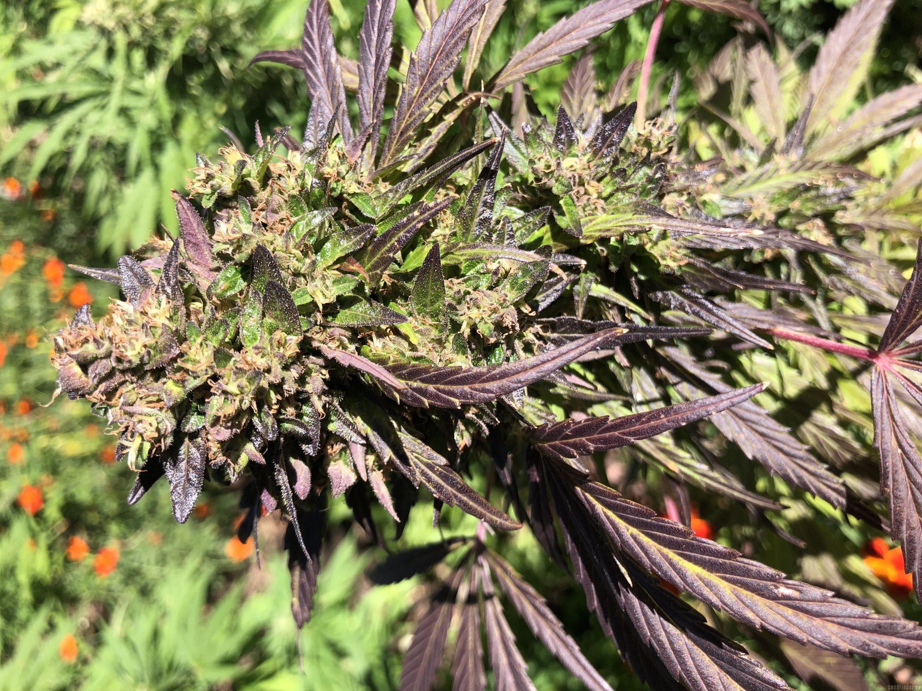 Purple Afghani flowering cannabis, as labeled by the cited image source