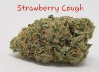Strawberry Cough: strain page photo, credit seedfinder.eu, copyright status shown with credit copyright unverified