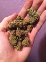 Orange Crush: strain page photo, credit seedfinder.eu, copyright status shown with credit copyright unverified