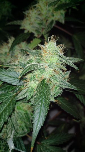 El Gaucho Fast Flowering archive 1