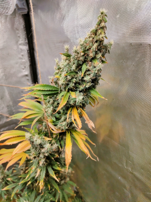 GMO: strain page photo, credit seedfinder.eu, copyright status shown with credit copyright unverified