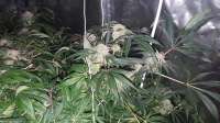 An image of Gorilla Glue #4