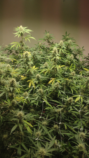 An image of Gorilla Glue #4