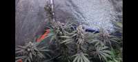 An image of Pineapple Larry OG