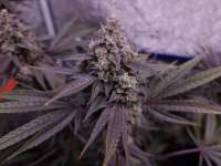 An image of Pineapple Larry OG