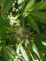 An image of Pineapple Larry OG