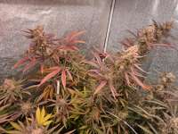 Super Lemon Haze: strain page photo, credit seedfinder.eu, copyright status shown with credit copyright unverified