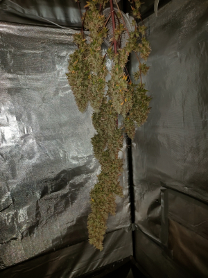 An image of G-Mint