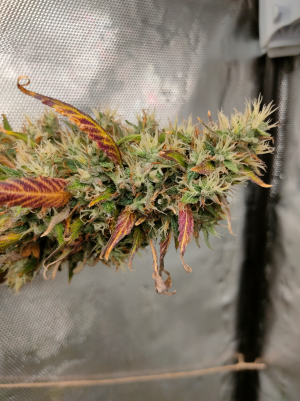 An image of G-Mint