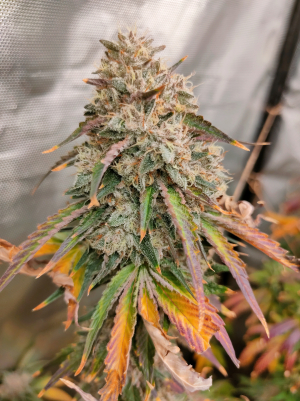 An image of G-Mint