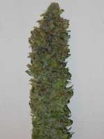 An image of 8 Ball