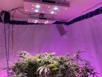 Afghan Hash Plant archive 1