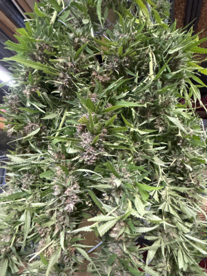 An image of Ayahuasca Purple