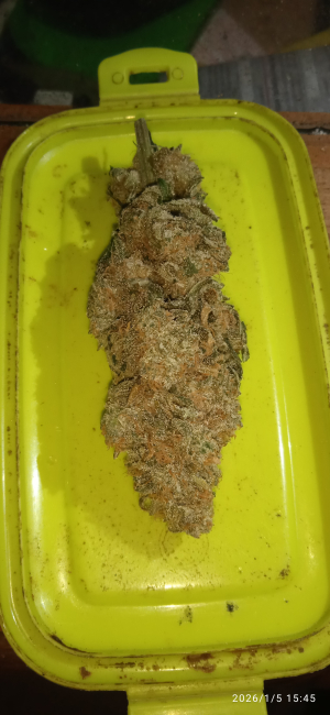 Blue Cheese: strain page photo, credit seedfinder.eu, copyright status shown with credit copyright unverified