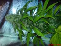 An image of Blue Cheese
