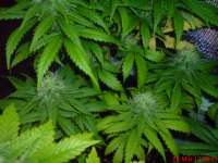 An image of Blue Cheese